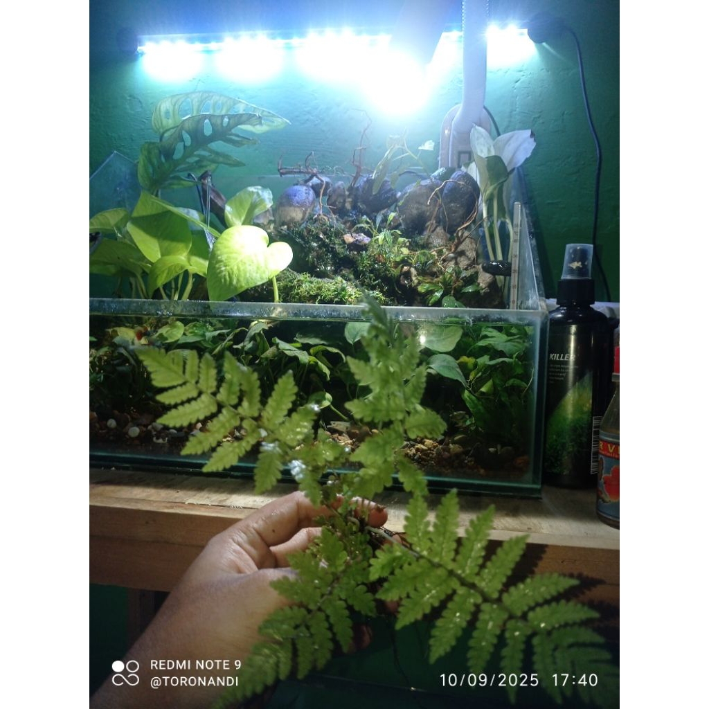 taneman pakis darat paludarium