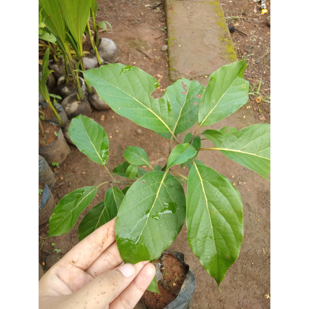 Bibit Tanaman Alpukat CMX Mexico - Langka - Siap Tanam