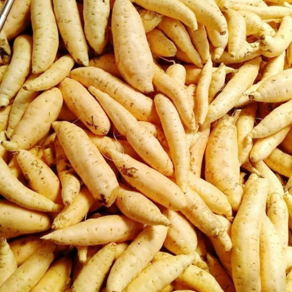 

Ubi Madu Cilembu Manis 1 Kg Murah Stok Melimpah Ubi madu Asli cilembu mentah kecil khusus di kukus rebus