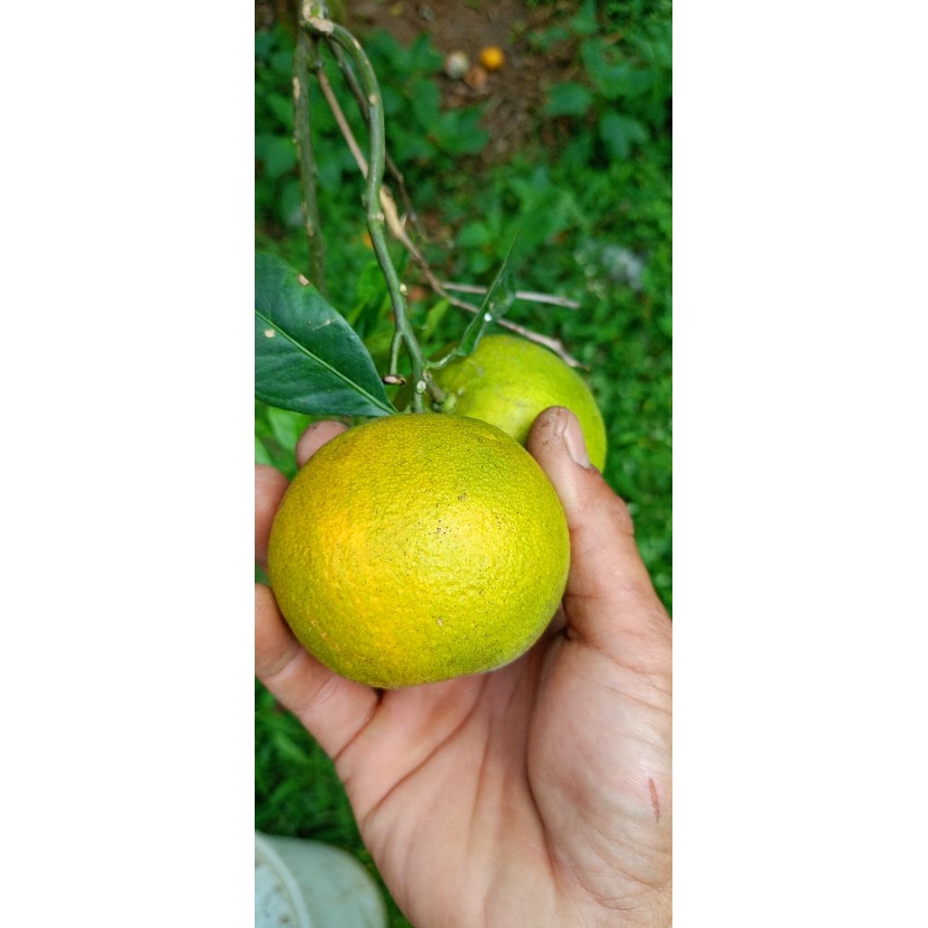 

Baby java/ jeruk peras orange lokal.