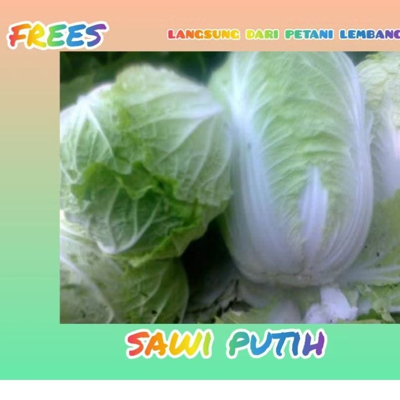 

sawi putih 1kg frees langsung dari kebun