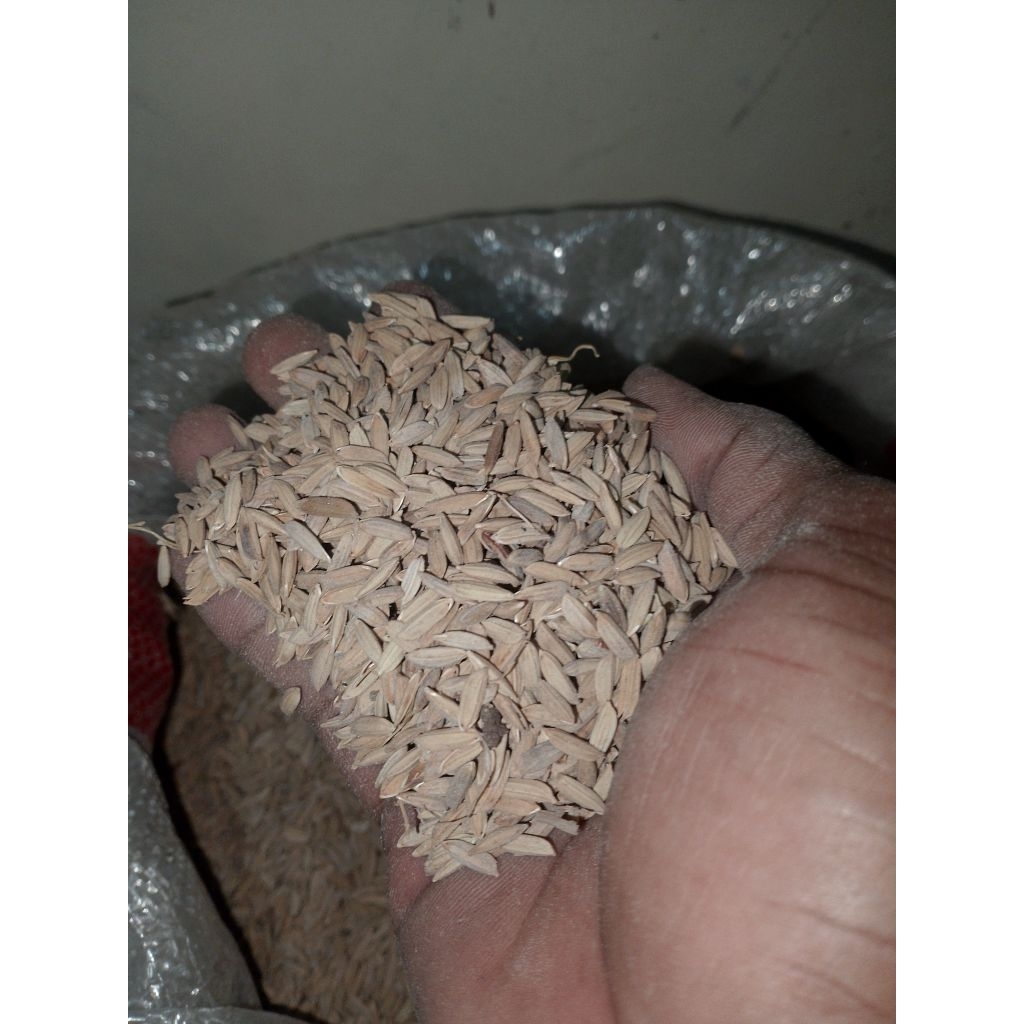 GABAH PADI MERAH UNTUK PAKAN AYAM BANGKOK /AYlAM ADUAN,JUGA UNTUK BURUNG  DAN CAM}PURAN PAKAN LAINYA