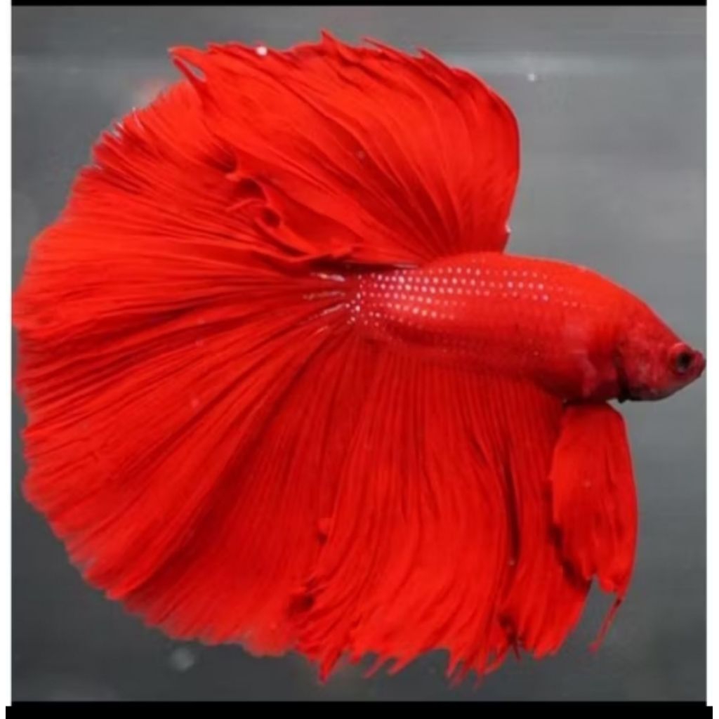 CUPANG HALFMOON SUPER RED GRADE A