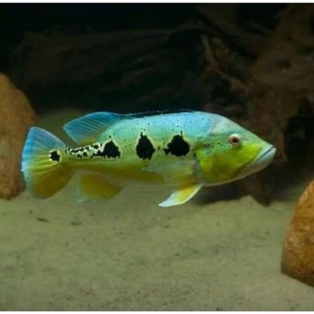 hiasan akuarium pbass orinoco