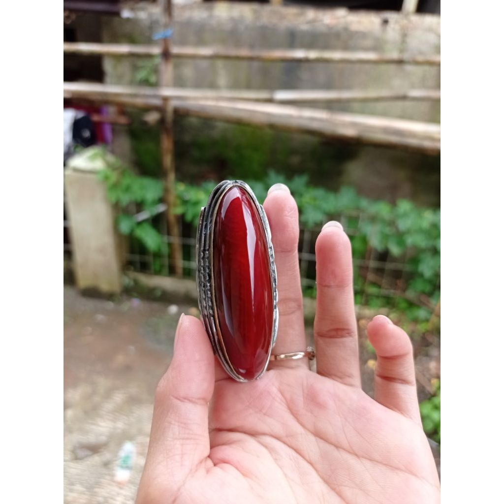 pandan merah jamlang jumbo sisik betok
