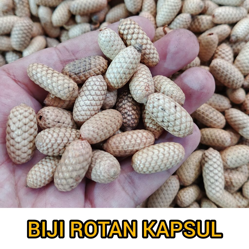 Biji Rotan kapsul ecer - biji rotan lonjong - biji rotan kapsul kering - bahan kerajinan - Biji Rota