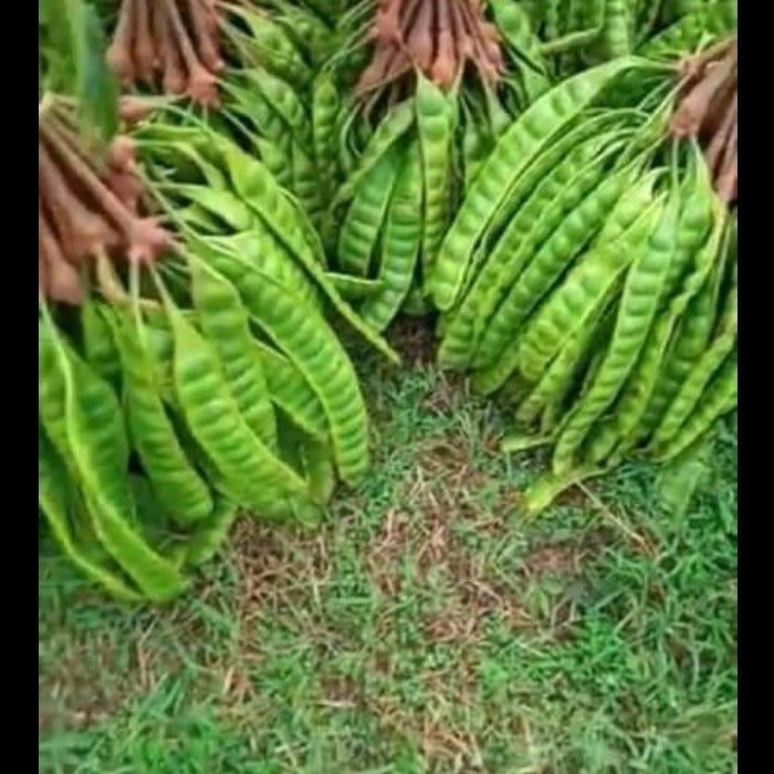 

Pete padi wonogiri tua fresh per ikat (10 papan pendek)/Pete murah