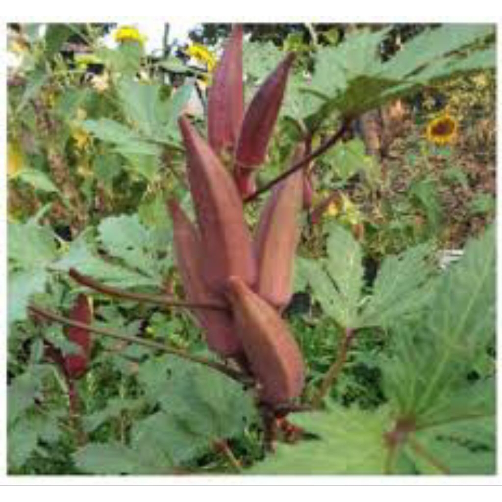 

be benih red okra/okra merah isi 50 butir