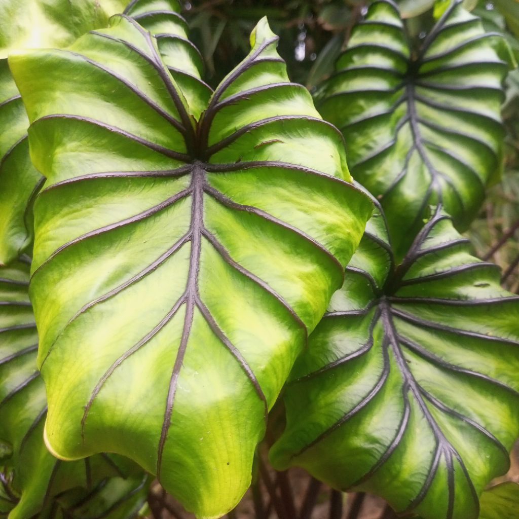 Colocasia Pharaoh Mask/topeng firaun size anakan