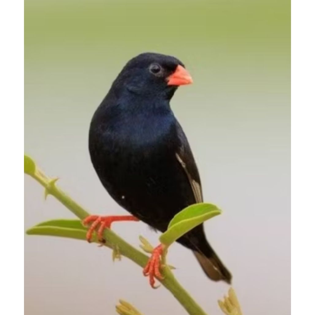 Burung indigo Finch Afrika sepasang