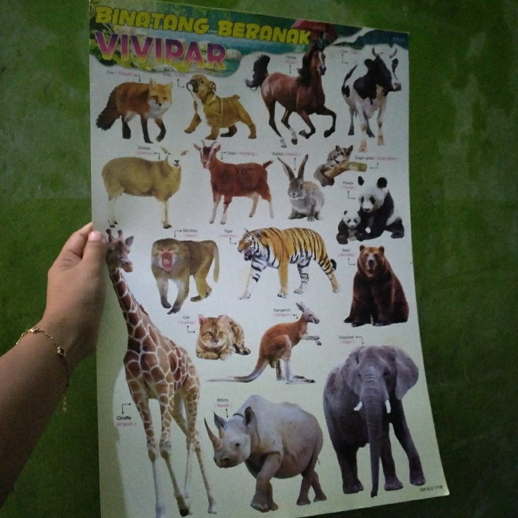 Poster VIVIPAR ( binatang beranak) ukuran 35x45 cm