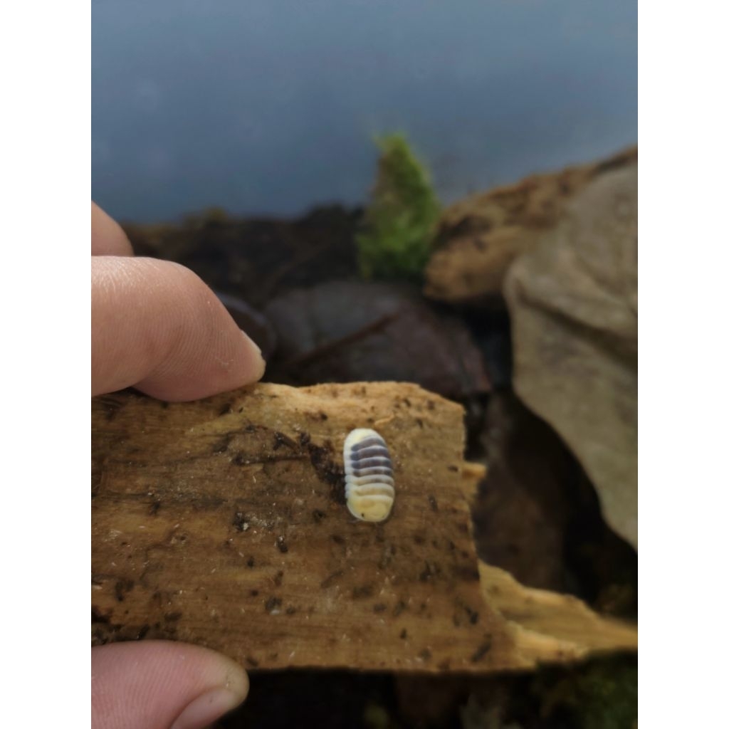 PAKET BREEDING ISOPOD CUBARIS SP. JUPITER 10+2
