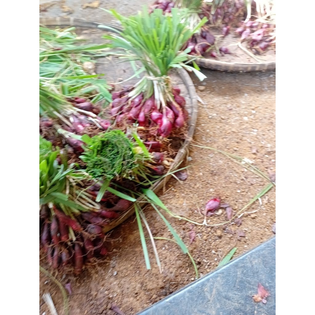 

bawang dayak asli kalimantan