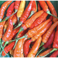 

Cabai Caplak Segar 100 gram