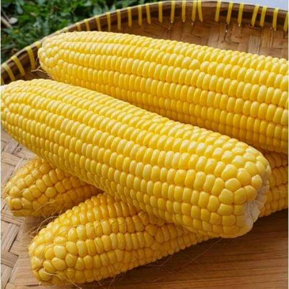 

Jagung Manis - Manis Alami, Sehat Maksimal