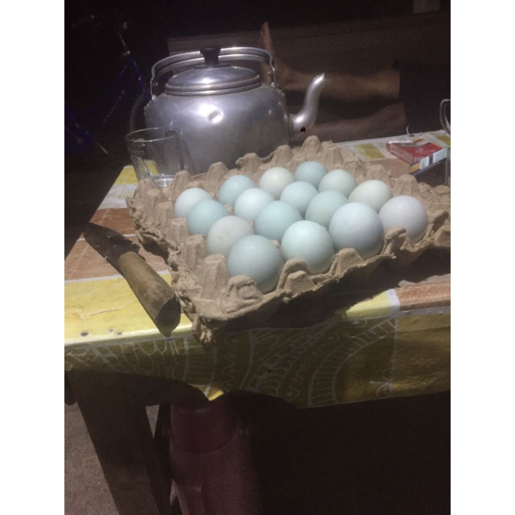 Telur bebek Fresh fertil