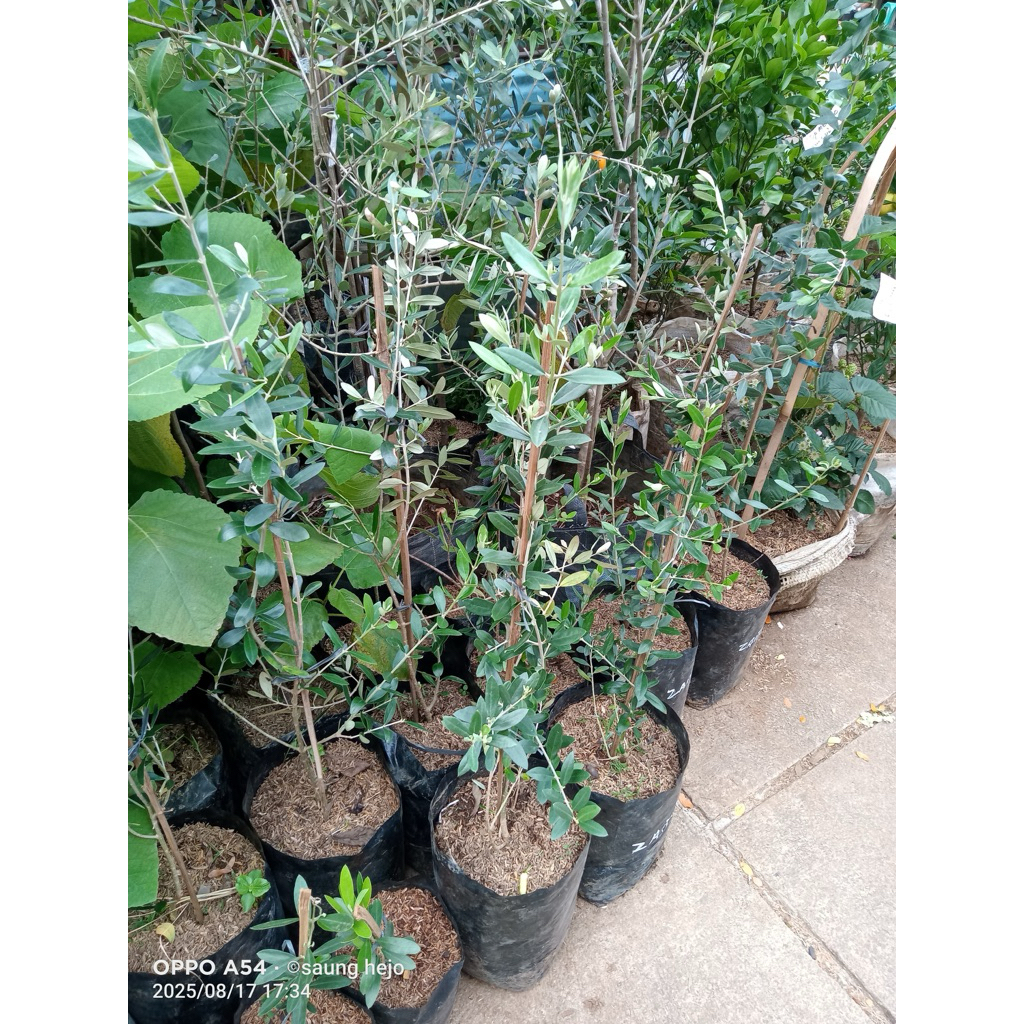 Tanaman buah zaitun silver/ tanaman zaitun silver