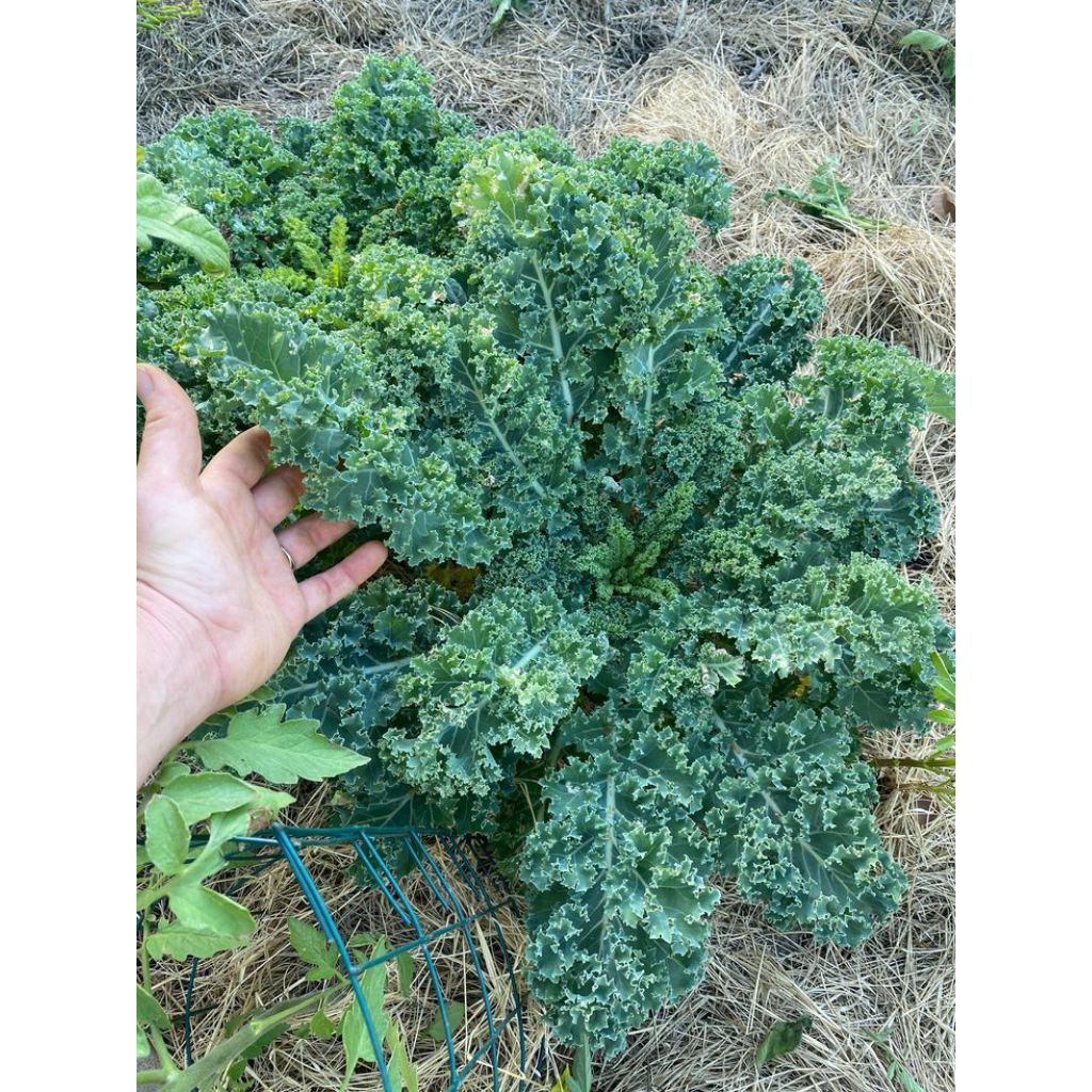 30 Sawi Hijau Kalle Keriting SHKK