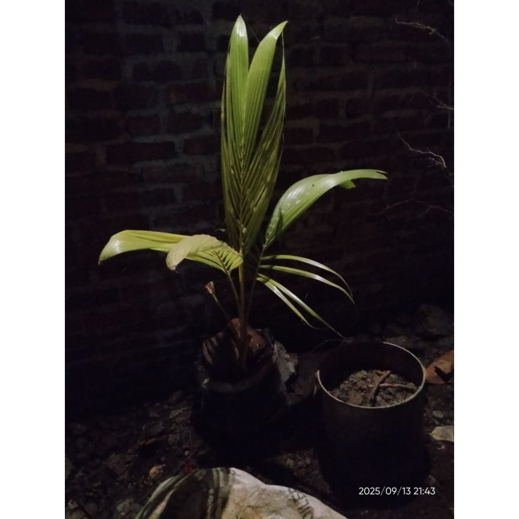 Kelapa Gading kuning pohonnya berbuah pendek