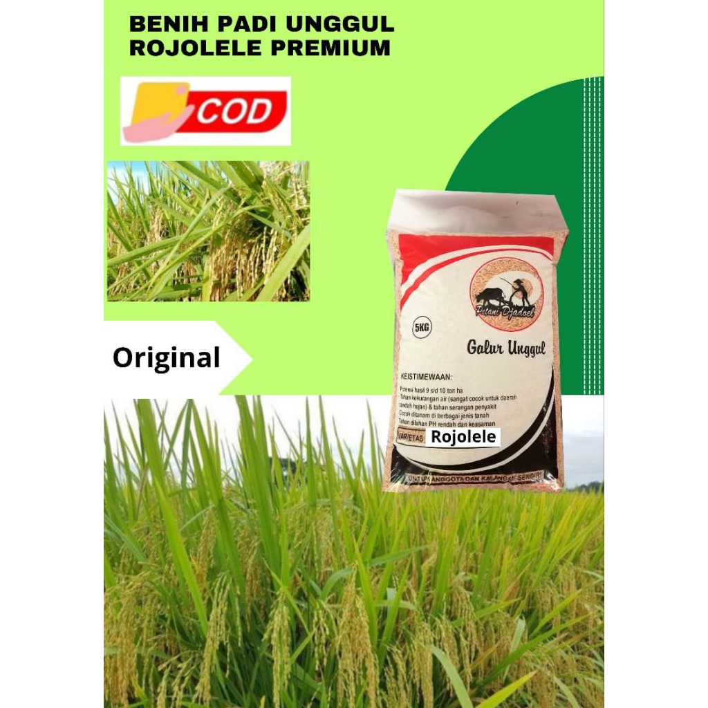 Benih Padi Unggul Rojolele Original Kemasan 5 Kg