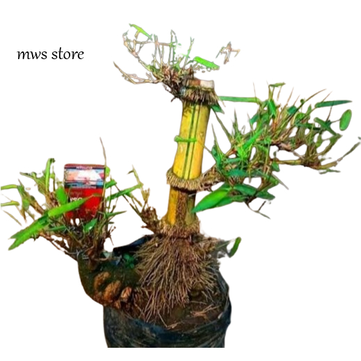 BAMBU KUNING BAHAN BONSAI/BONGGOL BAMBU KUNING JUMBO