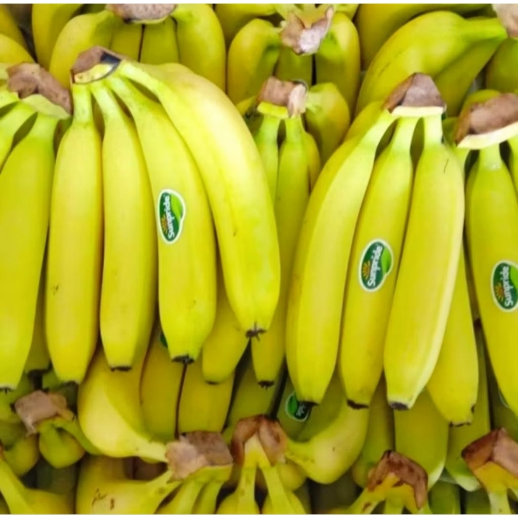 

BIBIT PISANG CAVENDSH TERLARIS