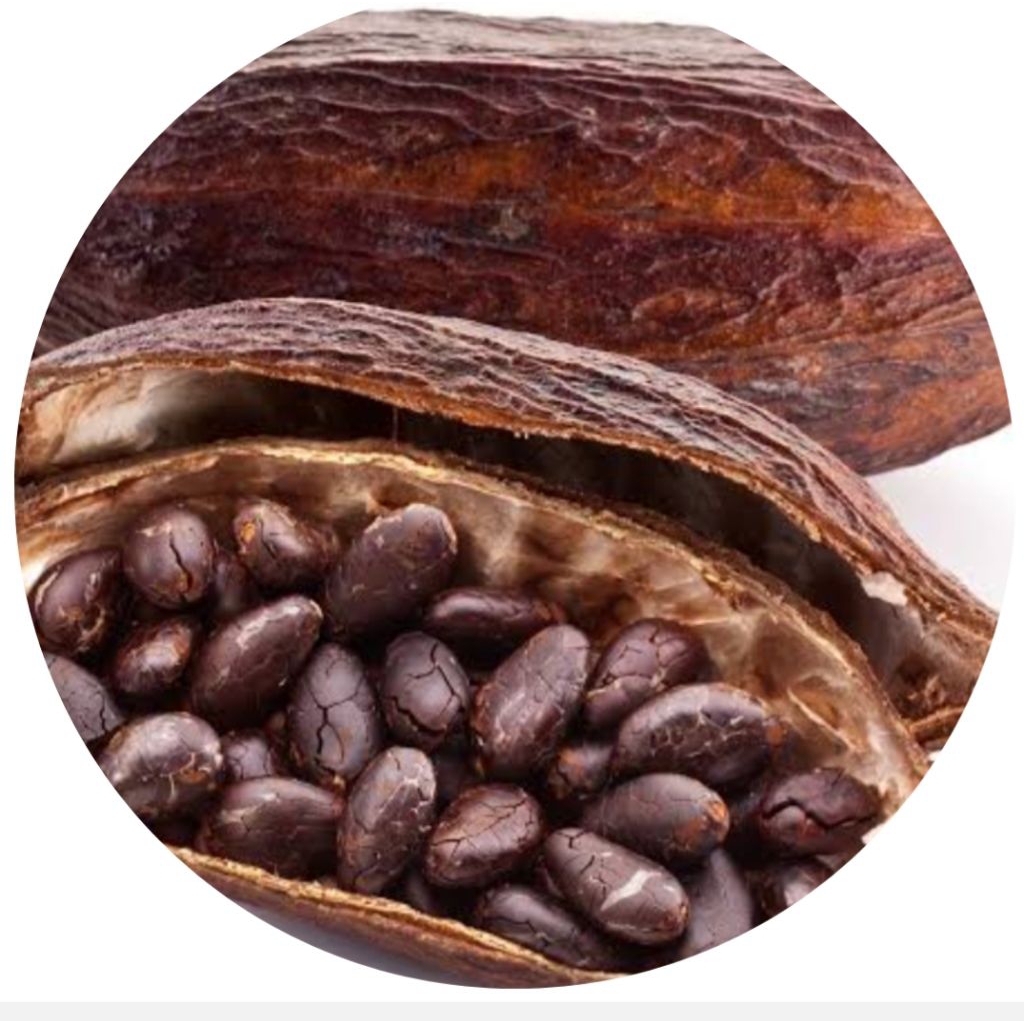 Biji kakao kering biji coklat kemasan kering