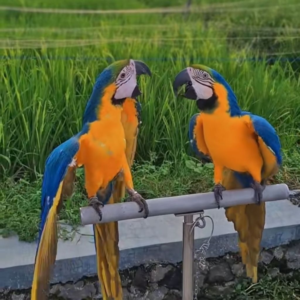 

promo Telur Frertil macaw Ferti On GARANSI KAKA