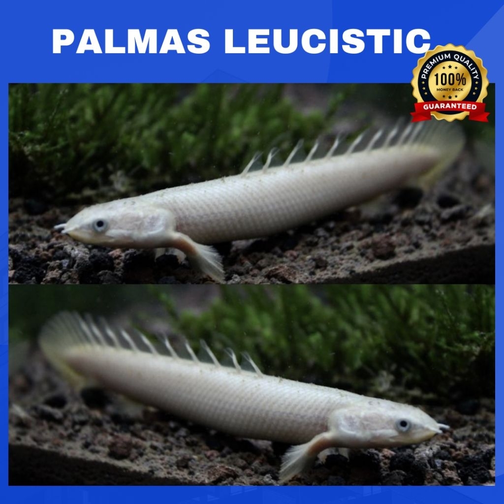 PALMAS LEUCISTIC Senegalus | Koleksi Polypterus Leucistic Black Eye - Berkualitas Bergaransi (COD) H