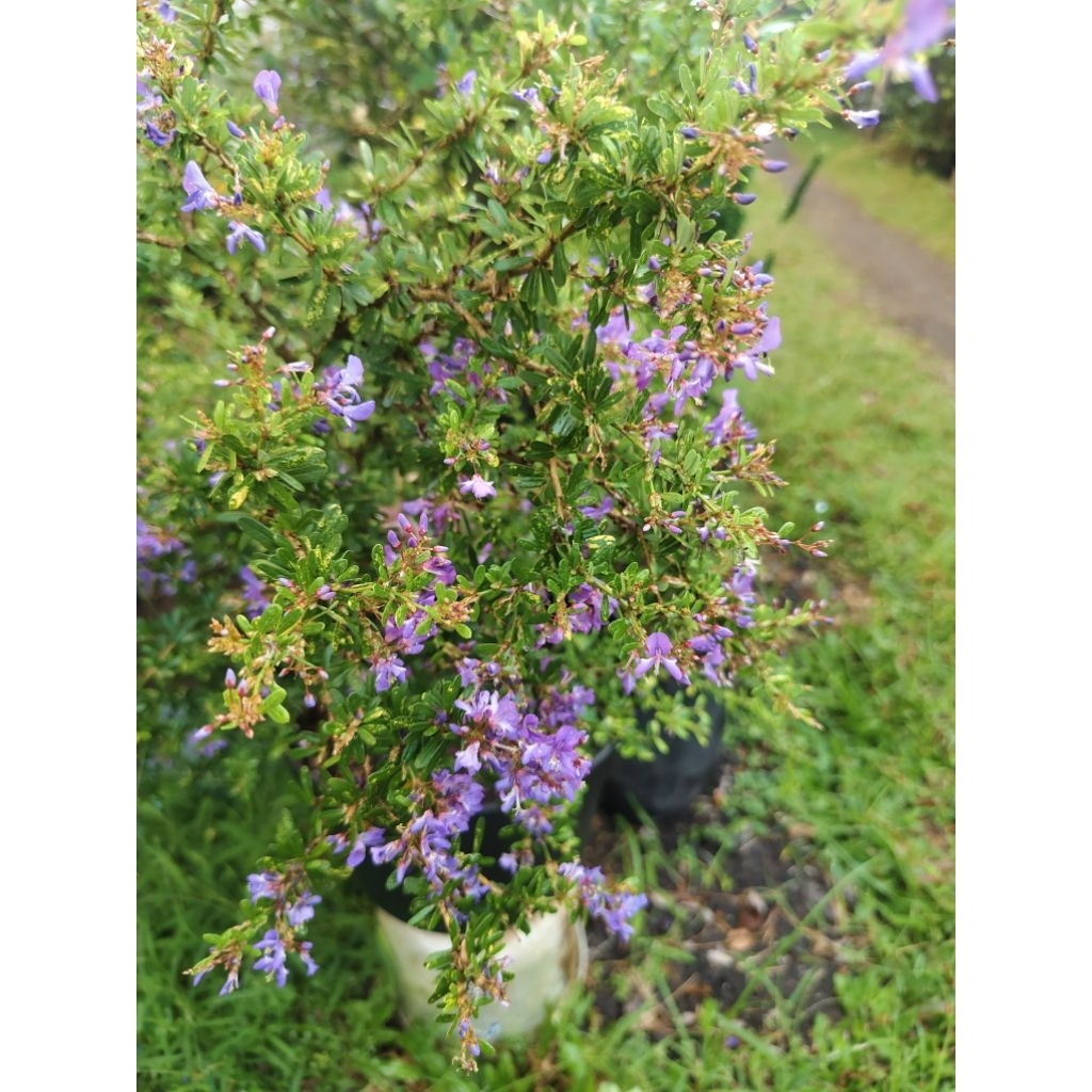 saeng simbur golden varigata