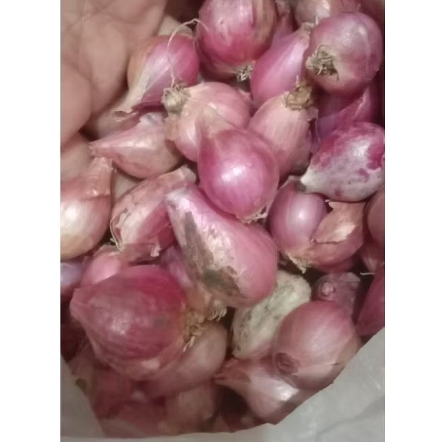

Bawang Merah Tanggung