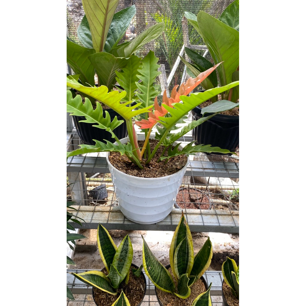 philo gergaji golden big plus pot