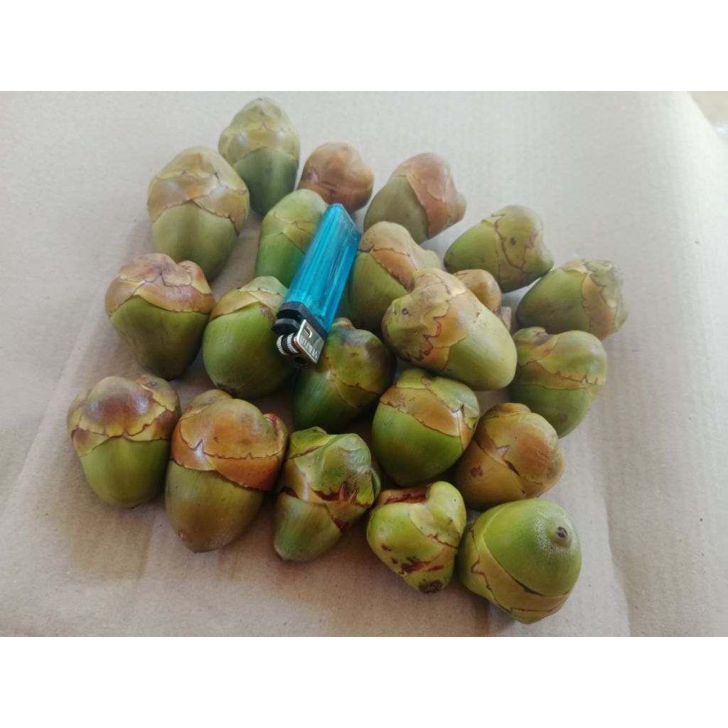 

1kgblulukkelapaisi20-30bijibelulukpentilkelapamudakecilfressobatherbaljamu