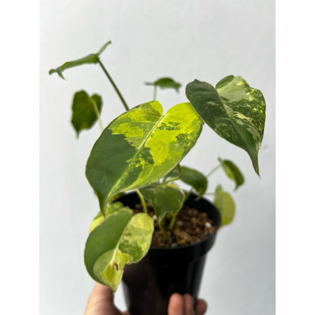 Philodendron Burle Marx Varigata