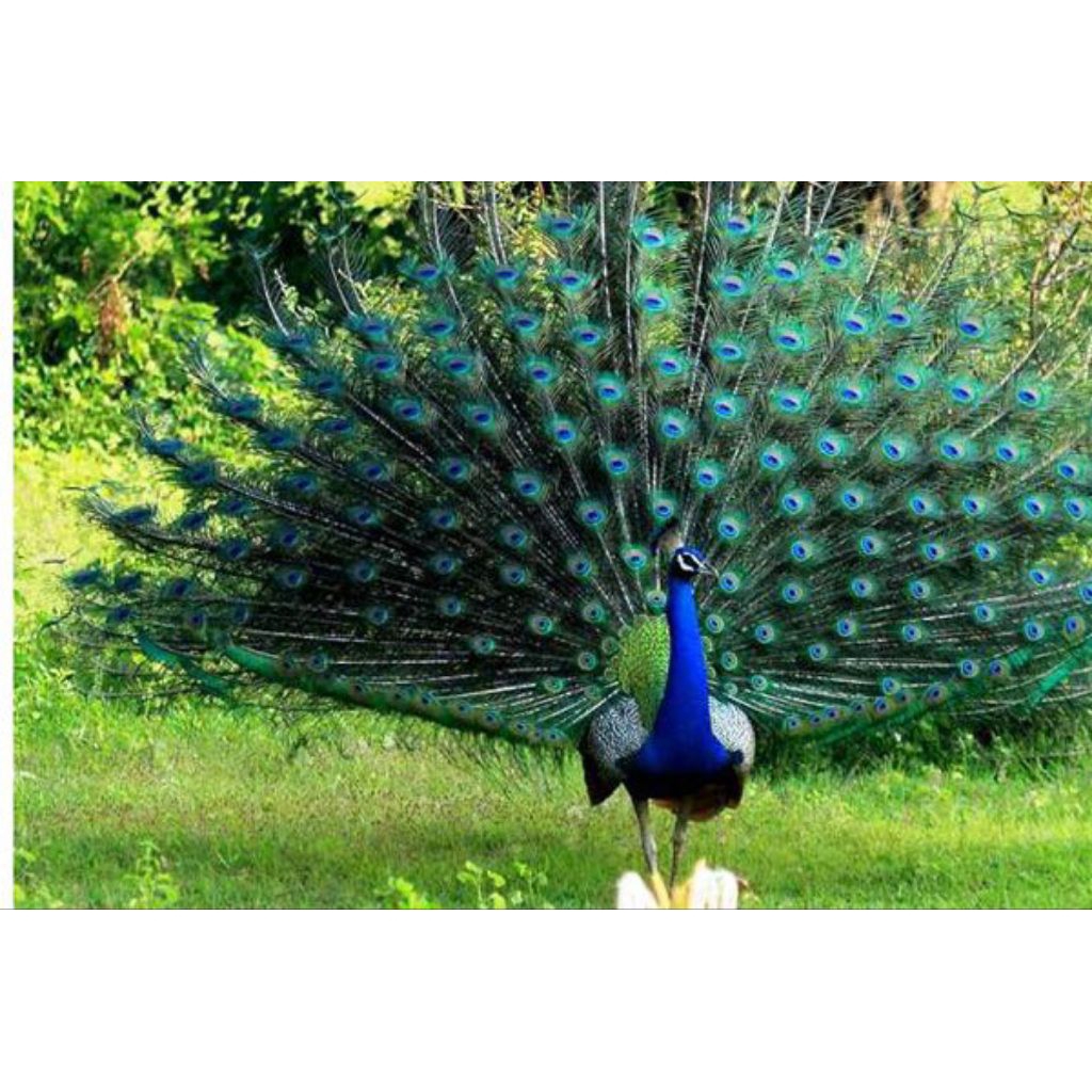 telur fertil merak hijau siap tetas