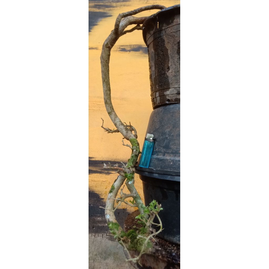 BONSAI SISIR KALIAGE TERJUN