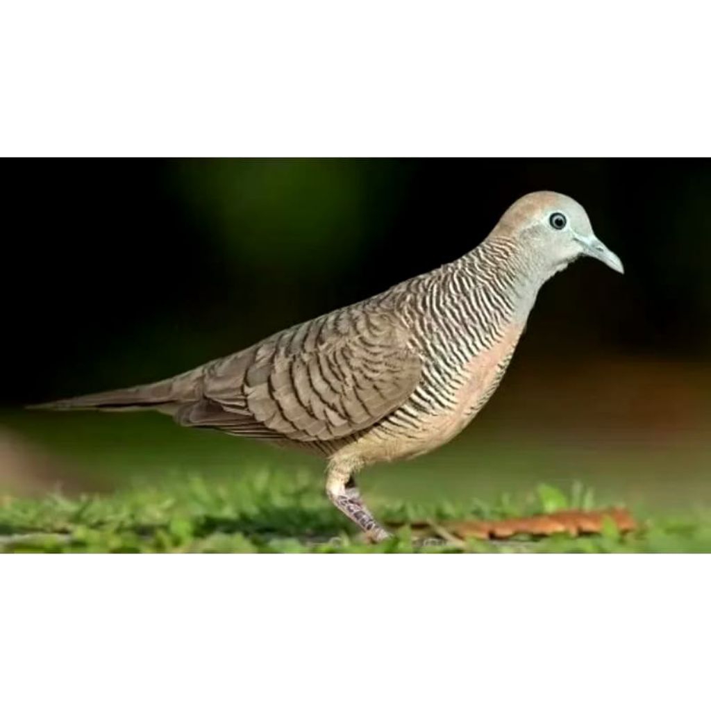 Burung perkutut bangkok tersedia. Jantan dan betina