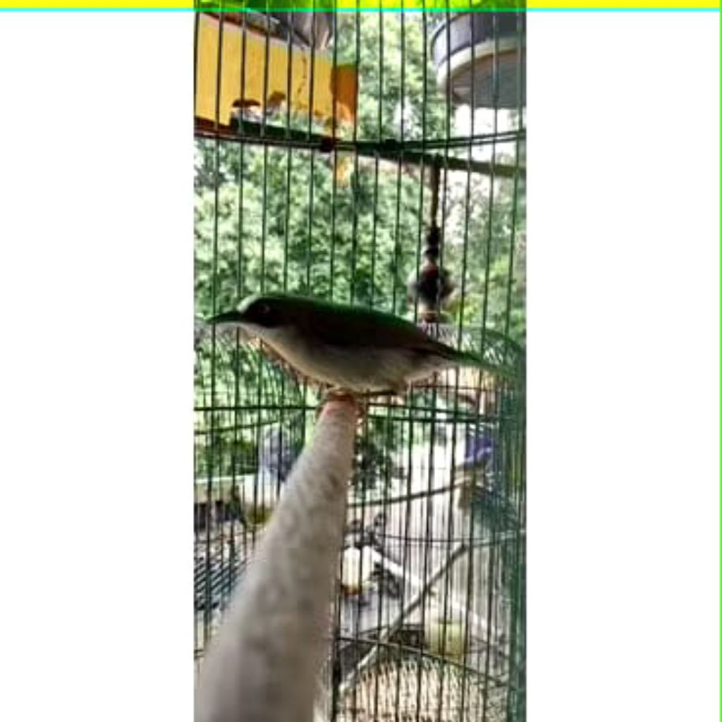 Burung Opyor  Paruh tebal Jantan Mulus