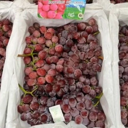 Buah Anggur Red Globe bounty Per 1 Bok krat