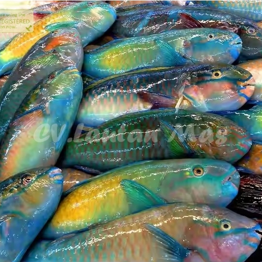 

Ikan Parot Segar Ikan Kaka Tua Utuh Parrot Fish 1Kg Seafood Ikan Laut Segar