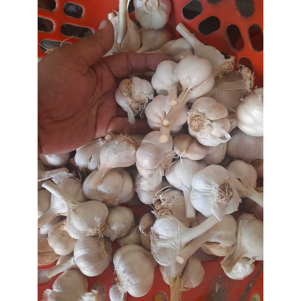 

Bawang Putih 500gr Kating Super Segar – Dikirim Bersih Siap Masak – Bumbu Dapur Harum Berkualitas