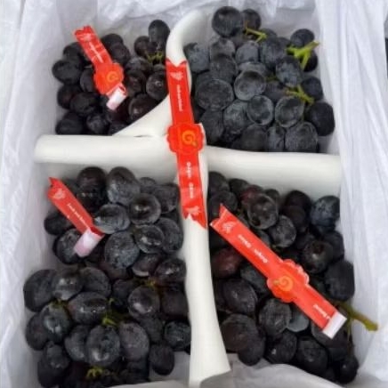 Buah Anggur Autumn Royal Per 1 bok krat