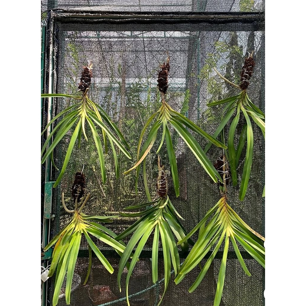 Bibit Anggrek ekor Tupai/Anggrek Retusa siap berbunga