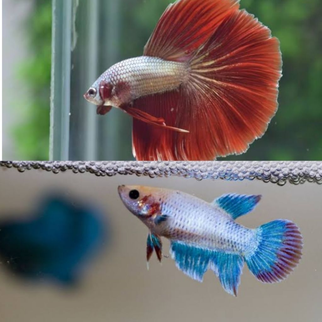 Hiasan Aquarium Ikan Cupang Halfmon Sepasang