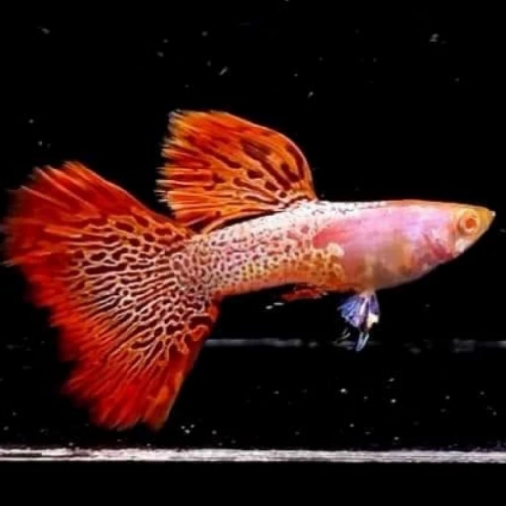 guppy albino red lace ekor HM ( 2 pasang )