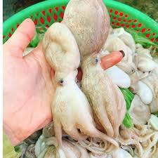 

Baby Oktopus / Gurita Kecil Fresh Frozen 1kg