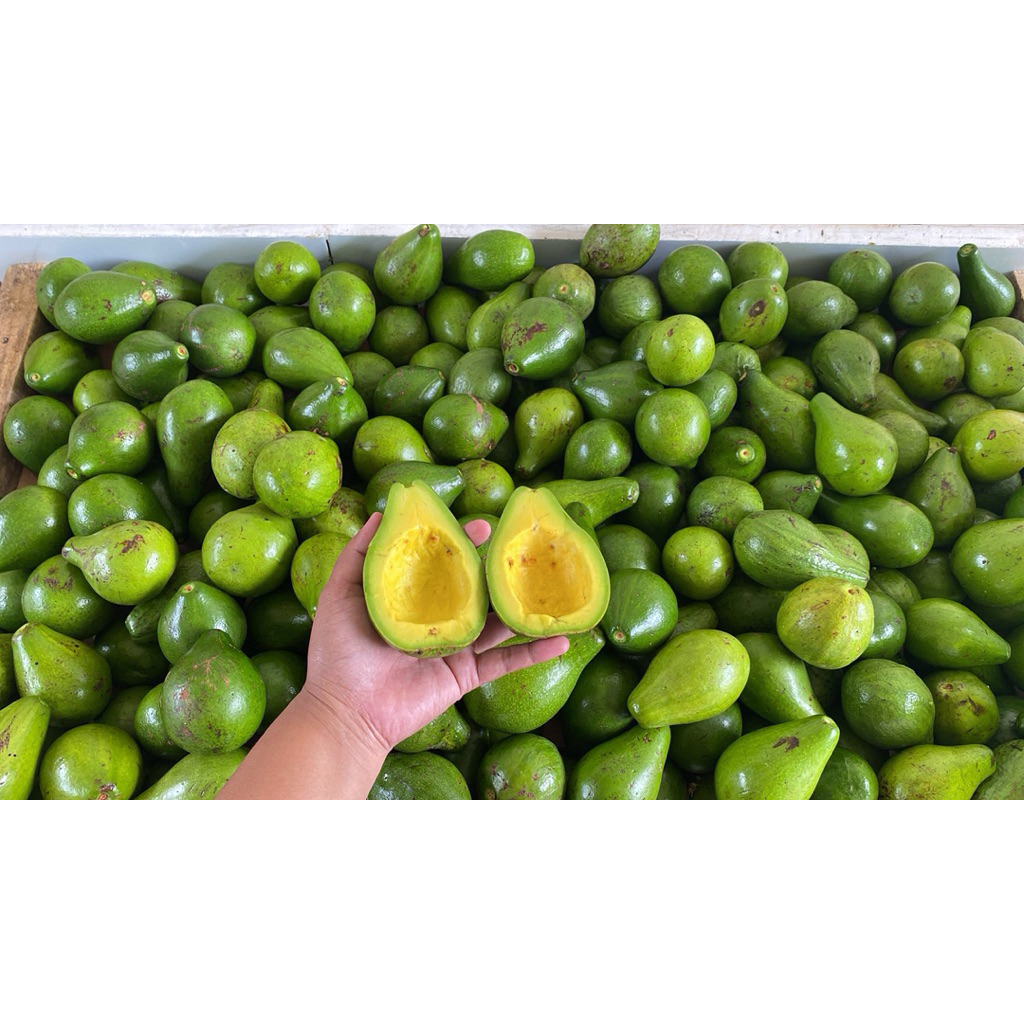 

Alpukat 1 Kg dari Sumatera Barat | segar