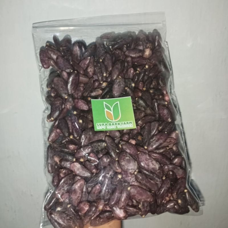 Biji Benih Bibit kakao Coklat Super siap semai