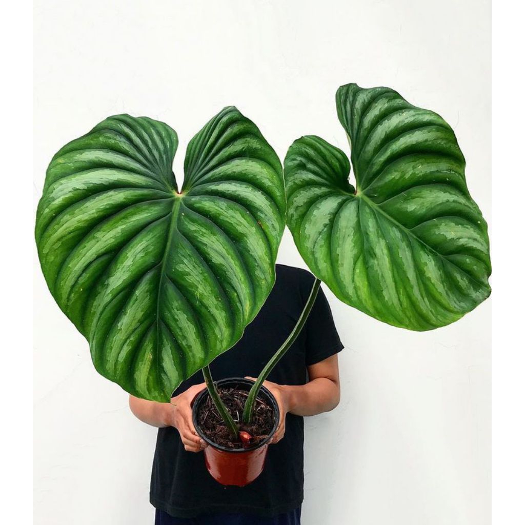 Tanaman Hias philodendron plowmanii round form
