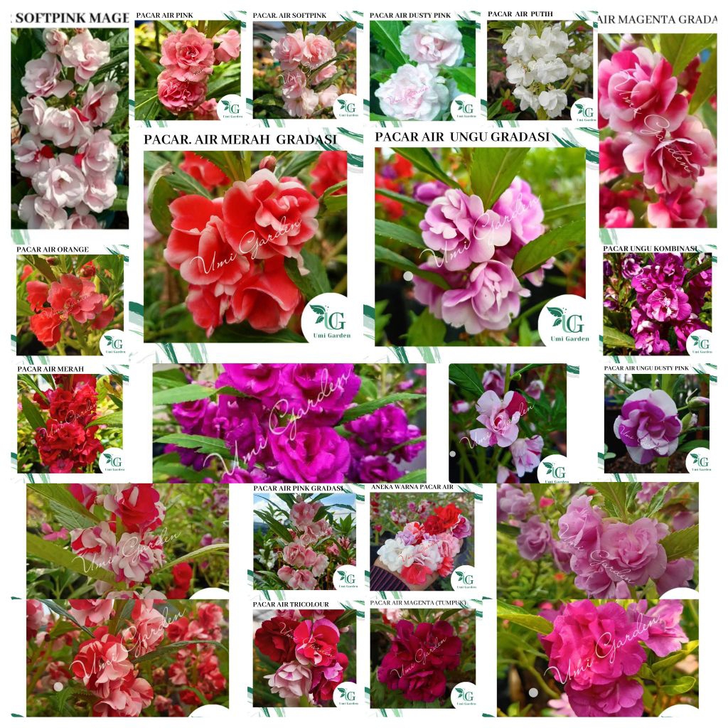 Aneka Warna Benih Bunga Pacar Air Tumpuk Impatiens Rose Balsamina Pink Ungu Putih Merah Magenta Ungu
